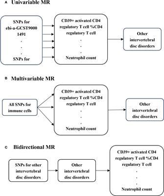 Causal relationship between the blood immune cells and intervertebral disc degeneration: univariable, bidirectional and multivariable Mendelian randomization